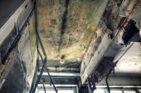 Best Forensic Mold Investigation  in Boynton Beach, FL